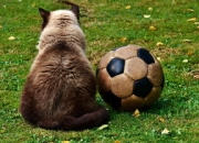 开云棋牌APP-本菲卡轻取曼联，托马斯·穆勒补时绝平欧冠——激动人心的欧冠之夜